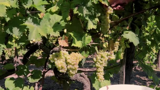 Traditionelle Herbst Weinlese Aus Ungarn — Stockvideo