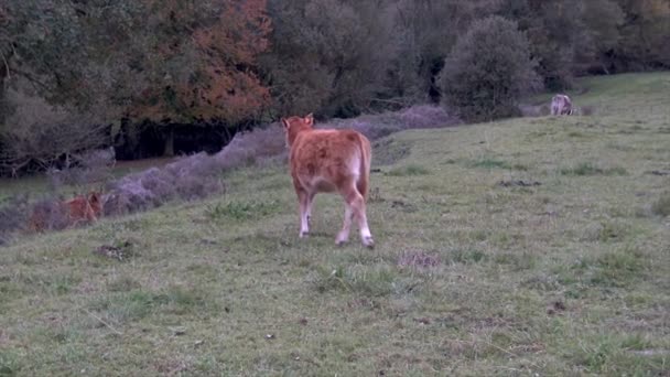 Vaca Joven Marrón Pastizal Español — Vídeos de Stock