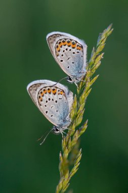 Çayır güzel bir ortak mavi kelebekler resimden kapatın