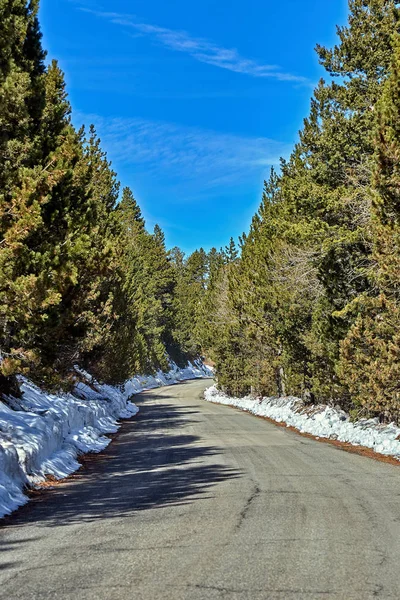 松林上空荡荡的雪即沥青路 — 图库照片