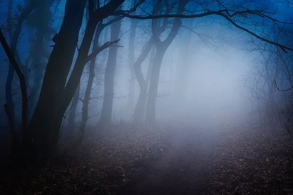 Misty Ομίχλη Δάσος Φθινόπωρο Στιγμή Στην Ουγγαρία — Φωτογραφία Αρχείου