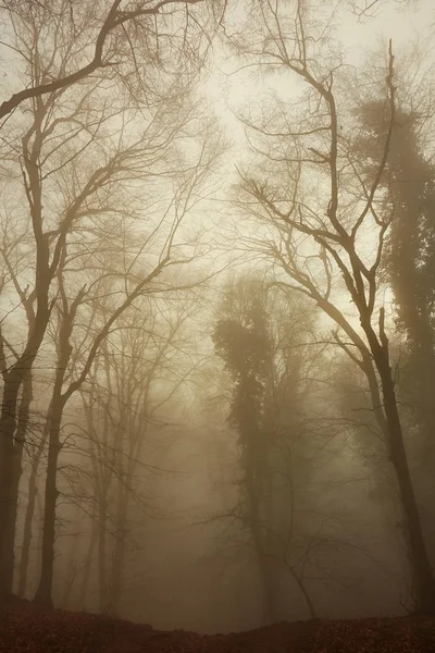 Bosque Brumoso Niebla Otoño Hungría —  Fotos de Stock