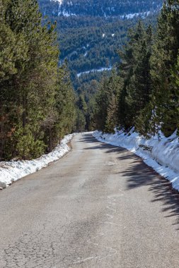 Çam ormanı boş karlı asfalt yolda
