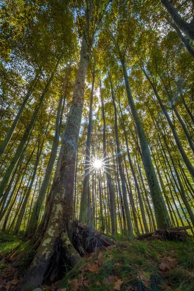 Güzel Kavak Ağaçları Spanya Güneşli Bir Alt Görünümü — Stok fotoğraf