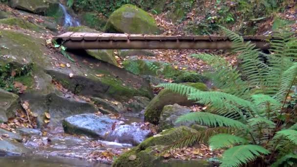 Schöner Kleiner Bach Wald Spanien Einem Bewölkten Tag — Stockvideo