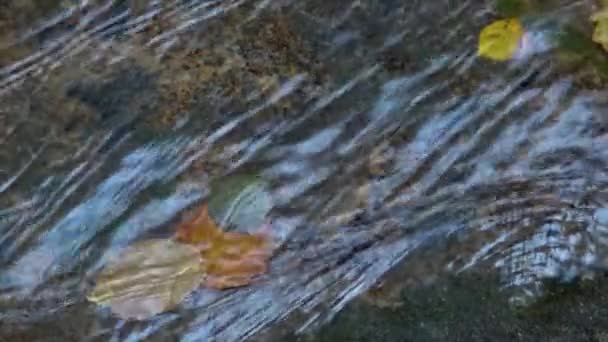 Schöne Kleine Bach Detail Wald Spanien Einem Bewölkten Tag — Stockvideo