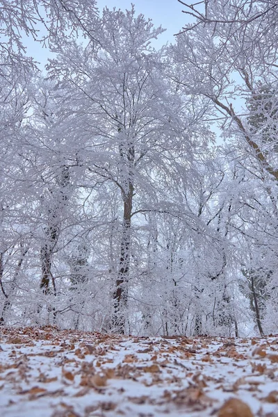 Biały Zimowy Las Chłodny Zimowy Dzień — Zdjęcie stockowe