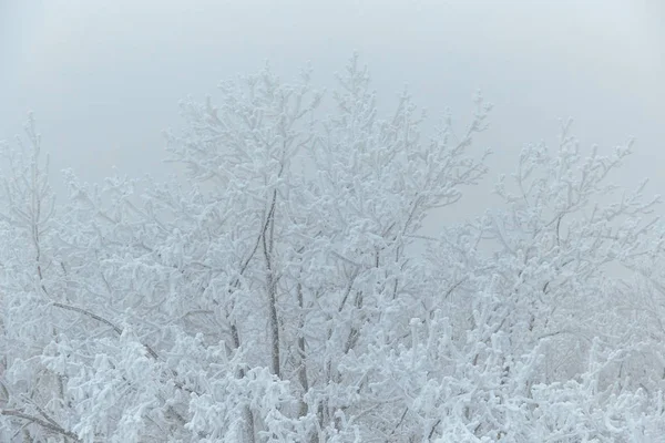 Witte Winterwouden Een Koude Winterdag — Stockfoto