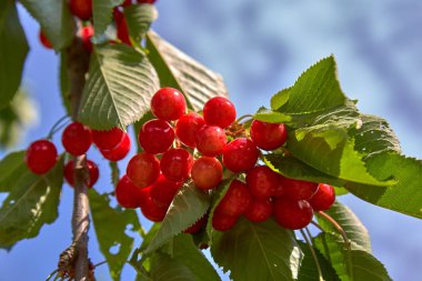 Güneşli bir gün ağacında üzerinde kırmızı kiraz