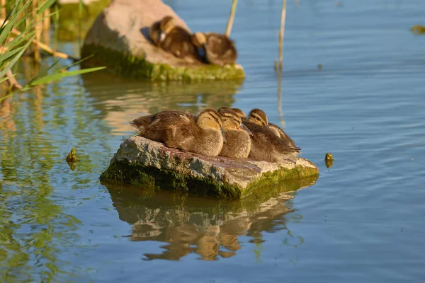 ハンガリーのバラトン湖で岩の上の驚くべき鴨の雛 — ストック写真