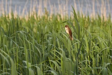 Bahar, reed büyük reed ötleğen kuşu