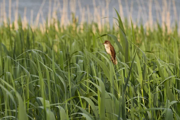春天芦苇上的大芦苇鸟 — 图库照片