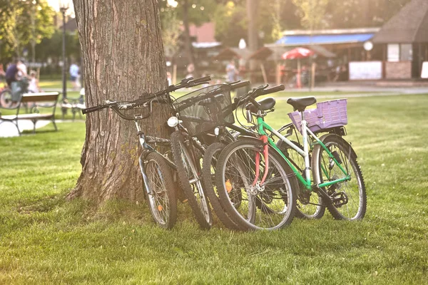 Vier Fahrräder Die Gegen Den Baum Gelehnt Parken — Stockfoto