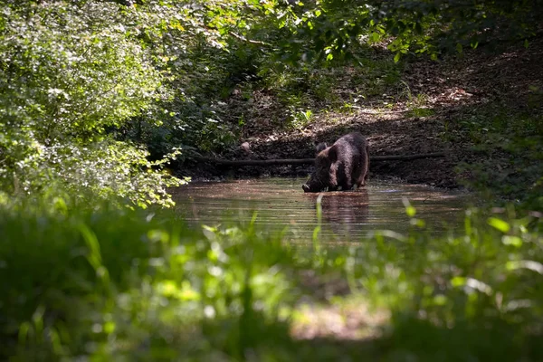 Wildschweine Wald Suhlen Sich Frühling Einem Teich — Stockfoto