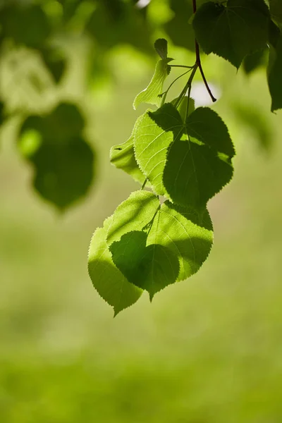 Nice Green Tilia Tree Leaves Spring — Stock Photo, Image