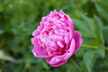 Bahar güzel Peony çiçek bahçesinde