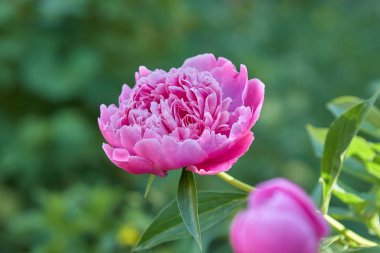 Bahar güzel Peony çiçek bahçesinde