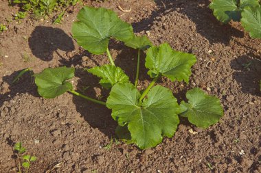 Bahar bahçesinde Cucurbita bitki