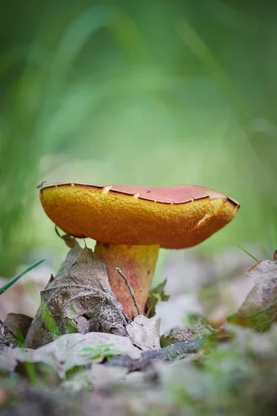 秋天森林里的 Bolete — 图库照片