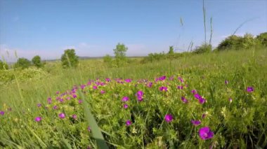 Çayır (Sardunya sanguineum rüzgarla kanlı cranesbill çiçek)