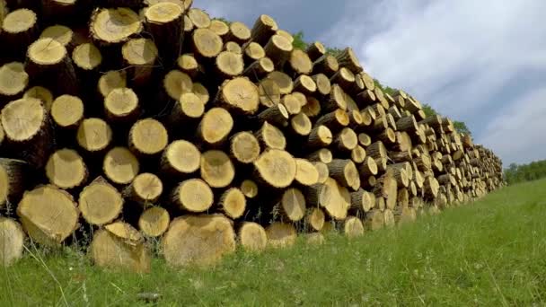 Big Oak Trunk Pile Springtime — Stock Video