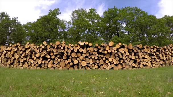 Big Oak Trunk Pile Springtime — Stock Video
