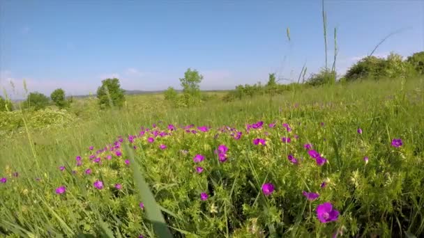 在草地上的风中的血状松花 — 图库视频影像