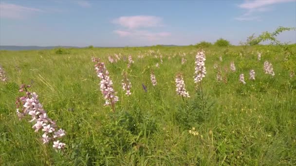 Krásné Květy Větru Louce Albus Třemdava Bílá — Stock video