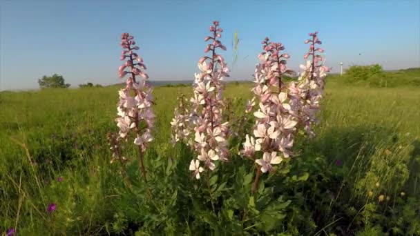 美丽的花朵在草地上的风 — 图库视频影像