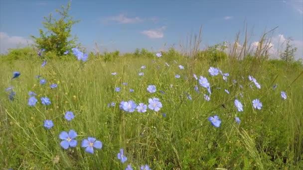Άγρια Λουλούδια Στον Άνεμο Ασιατικές Λίνου Linum Austriacum — Αρχείο Βίντεο