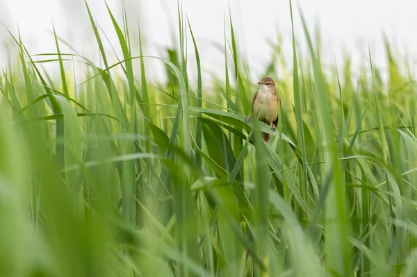 春天芦苇上的大芦苇鸟 — 图库照片