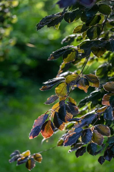 Beech Tree Liści Promieni Słonecznych Wiosenny — Zdjęcie stockowe