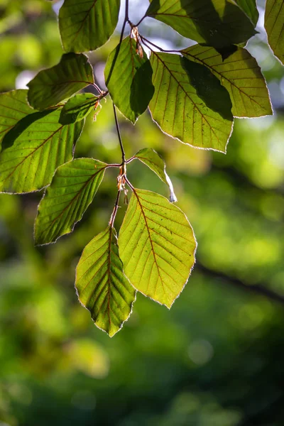 Beech Tree Liści Promieni Słonecznych Wiosenny — Zdjęcie stockowe