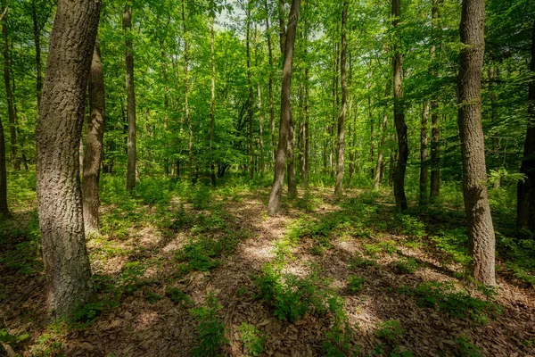 Hermoso Bosque Robles Primavera — Foto de Stock