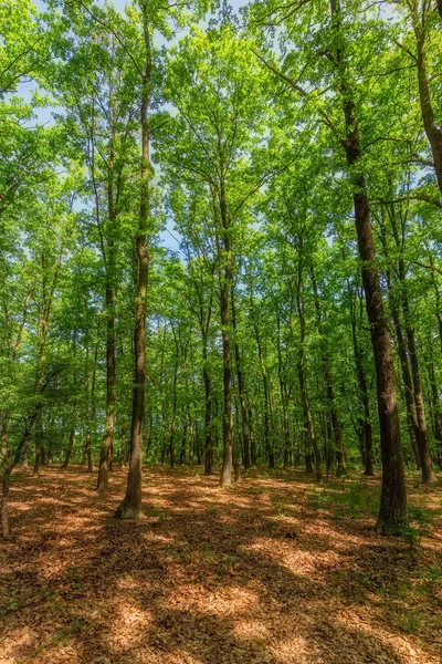 春の美しいオークの森 — ストック写真