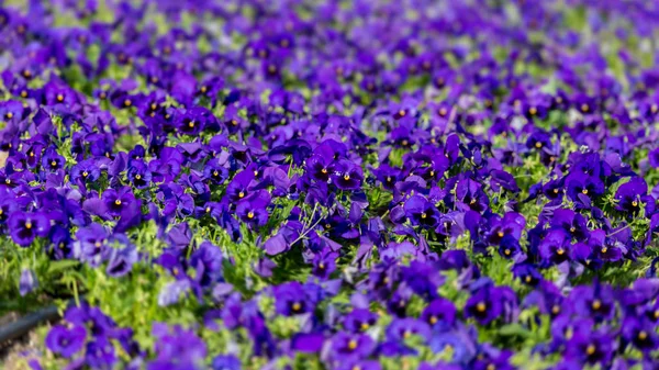 Purple garden pansy at springtime in the garden — Stock Image Purple Garden Pansy Springtime Garden Stock Photo