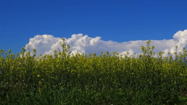 Campo Colza Primavera Día Soleado — Vídeos de Stock