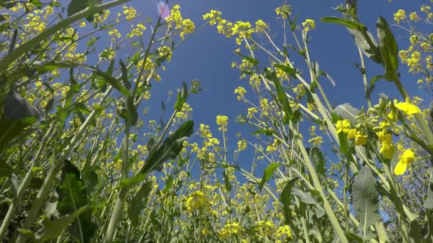 Raapzaad Veld Het Voorjaar Een Zonnige Dag — Stockvideo