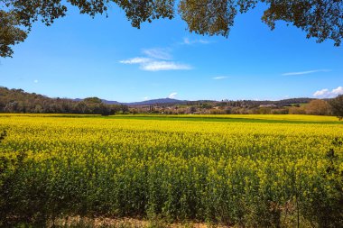 Baharda güzel kolza çiçekler