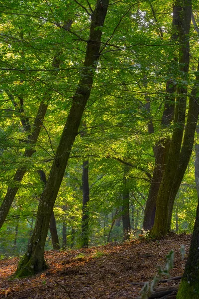 Hornbeam Árvores Floresta Primavera — Fotografia de Stock