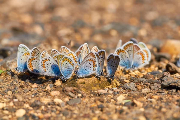 Molte Farfalle Comune Blu Sul Terreno Macrofoto — Foto Stock