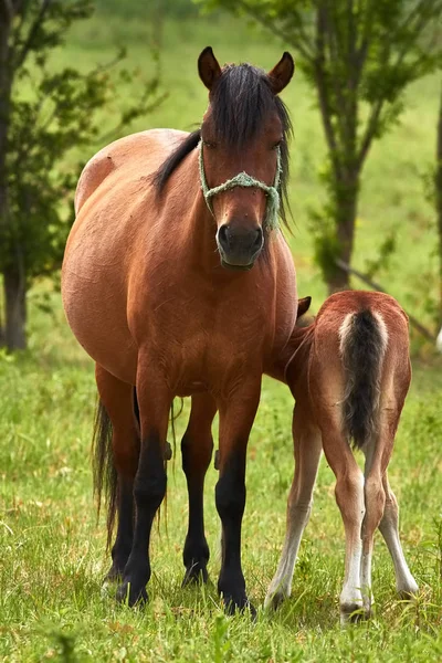 Leuke Paardenfamilie Weide — Stockfoto