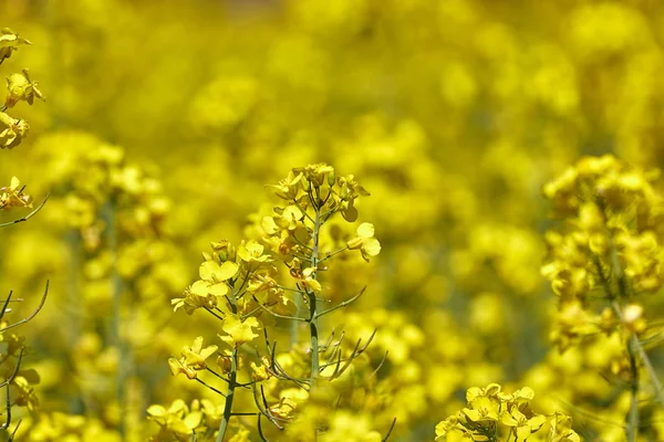 Beautiful Close Picture Colza Flowers Spring — Stock Photo, Image