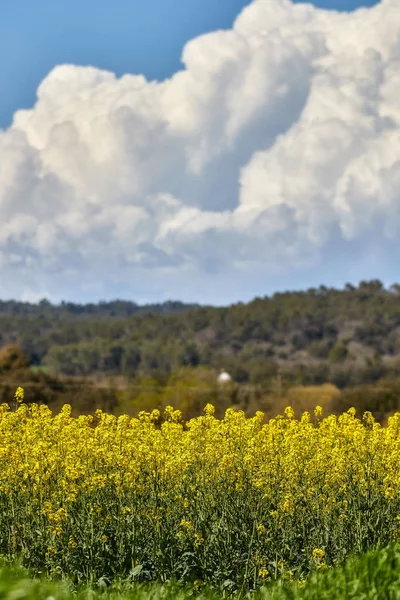 Beautiful Colza Flowers Spring — Stock Photo, Image