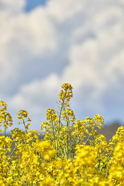 Beautiful Colza Flowers Spring — Stock Photo, Image