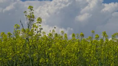 Güneşli bir günde güzel tecavüz çiçeklere bahar
