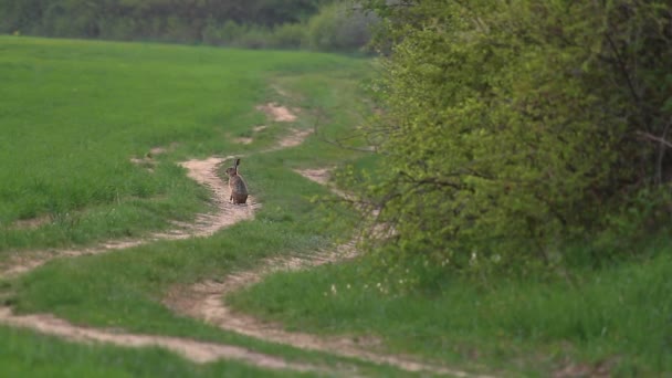 Европейский Заяц Лесной Дороге Весной — стоковое видео