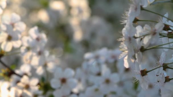 Schöne Sauerkirschblüten Frühling Mit Tracking — Stockvideo