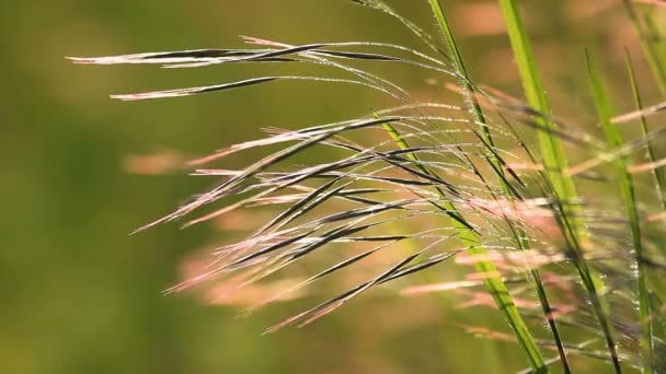 Красивая Трава Луг Fescue Закате Света Весной Лугу — стоковое видео