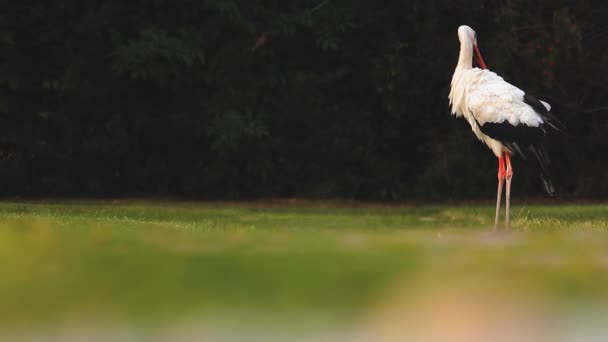 フィールド上に素敵なコウノトリ立っていると羽をクリーニング — ストック動画